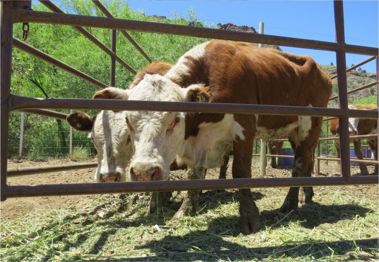 FERIA BOVINA DE LA CORPORACIÓN INTERESTADUAL PULMARÍ