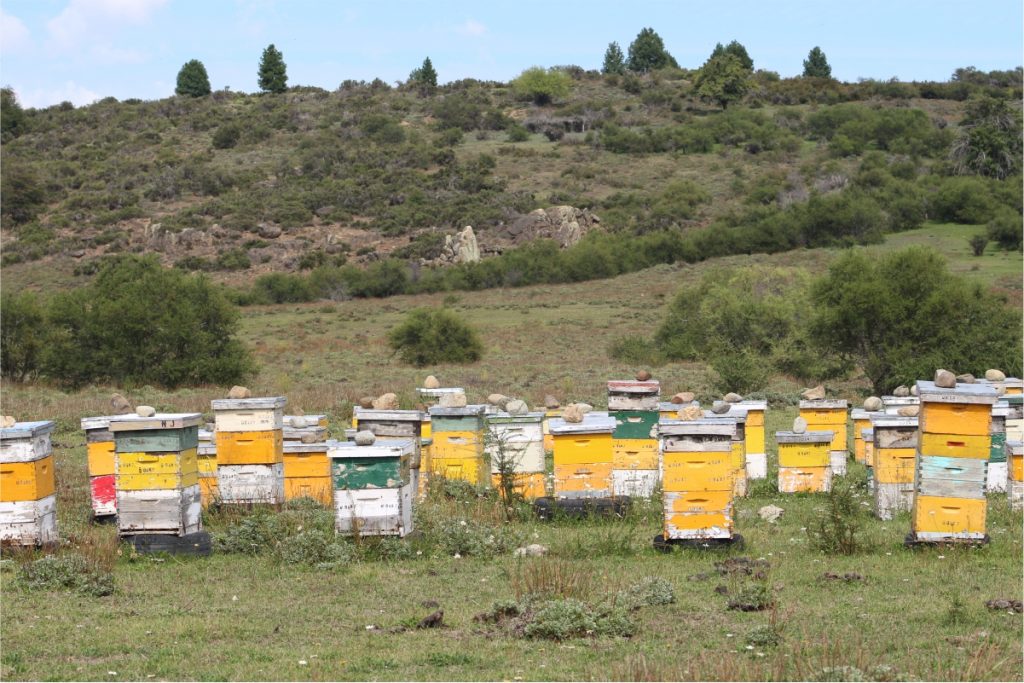 produccion apicola pulmari