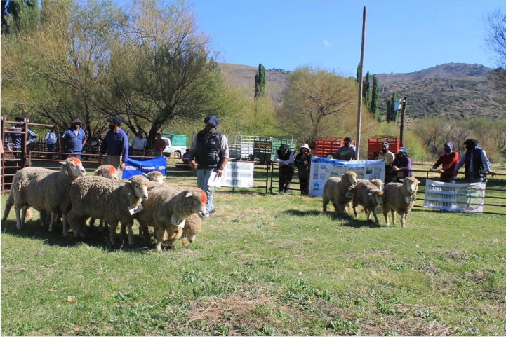 feria huiri-huiri