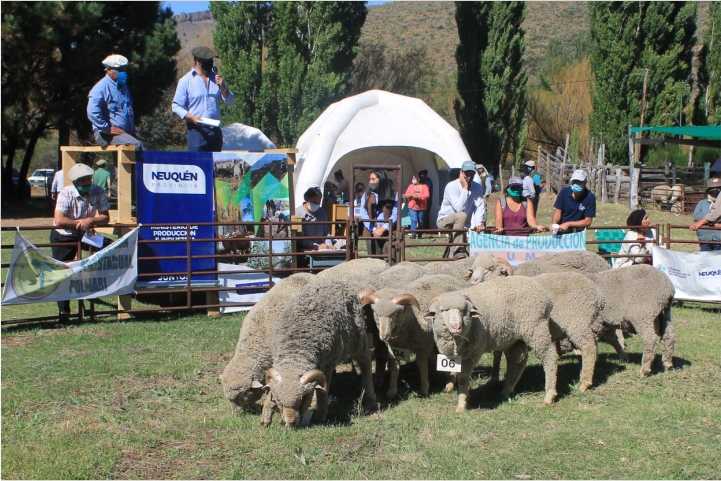 feria huiri-huiri