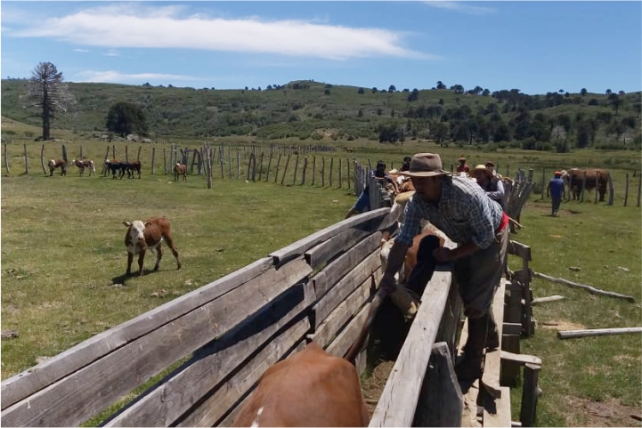 vacunación, separación y retiro de la hacienda en Polcahue