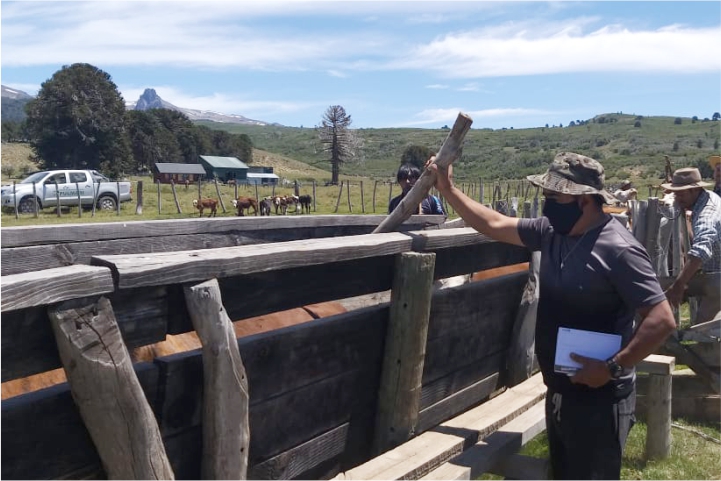 vacunación, separación y retiro de la hacienda en Polcahue