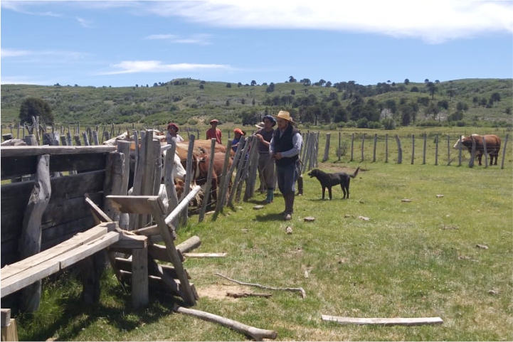 vacunación, separación y retiro de la hacienda en Polcahue