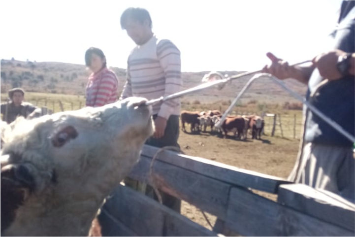 vacunación, separación y retiro de la hacienda en Polcahue