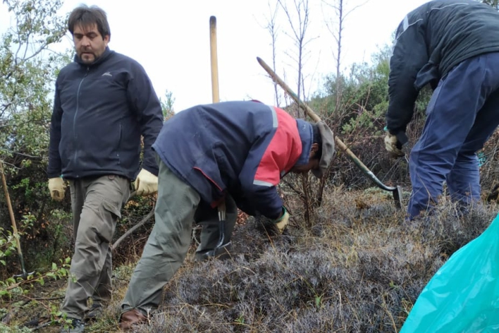 reforestacion de nativas