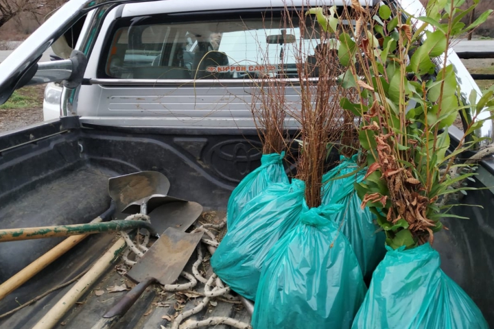 reforestacion de nativas