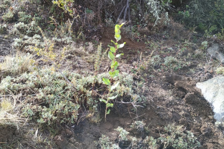 reforestacion de nativas