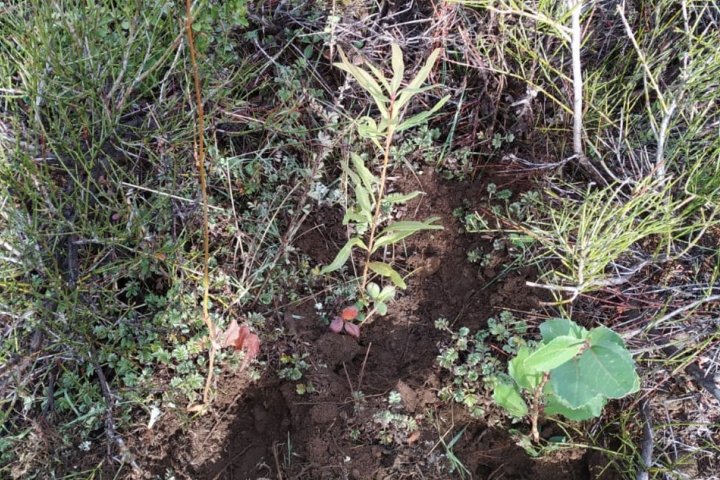 reforestacion de nativas