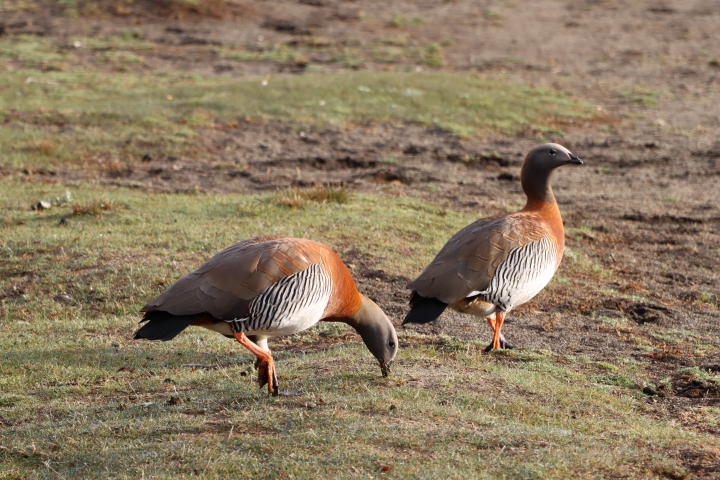 avistaje de aves pulmari