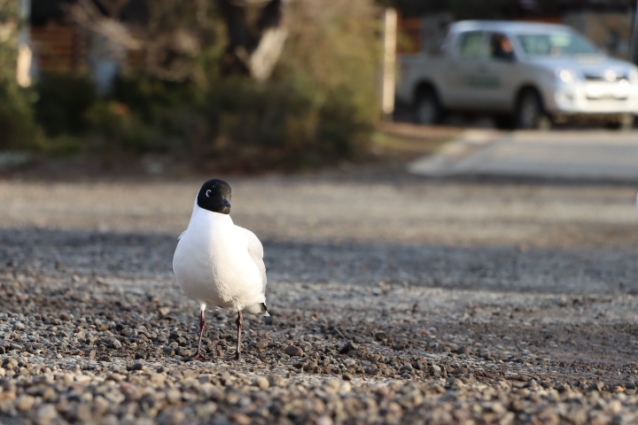 avistaje de aves pulmari